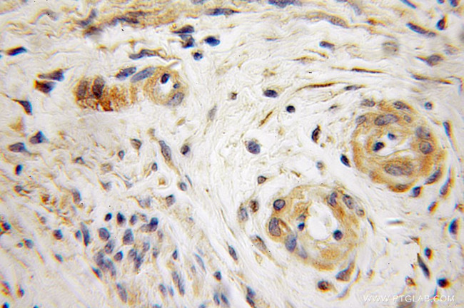 SCFD1 Antibody in Immunohistochemistry (Paraffin) (IHC (P))