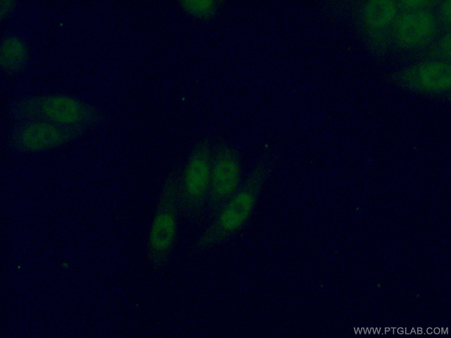 PBX3 Antibody in Immunocytochemistry (ICC/IF)