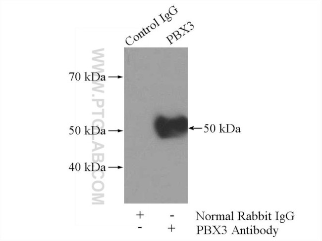 PBX3 Antibody in Immunoprecipitation (IP)