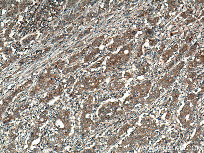 EPAC1 Antibody in Immunohistochemistry (Paraffin) (IHC (P))