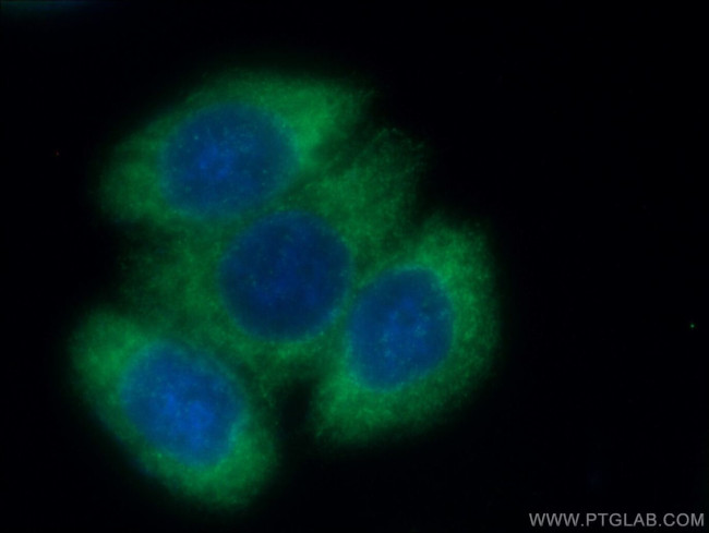 TRIM25 Antibody in Immunocytochemistry (ICC/IF)