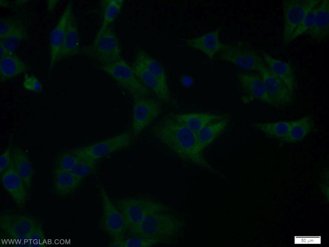 PTTG1IP Antibody in Immunocytochemistry (ICC/IF)