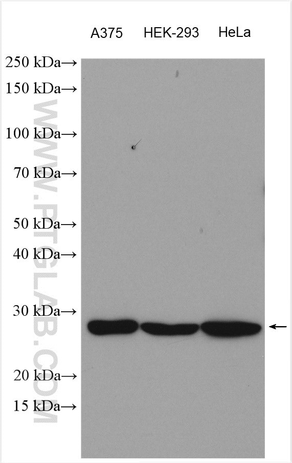 PTTG1IP Antibody in Western Blot (WB)