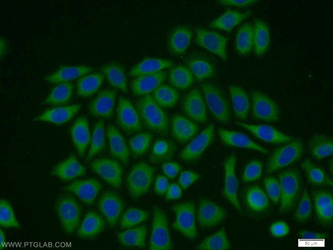 PTTG1IP Antibody in Immunocytochemistry (ICC/IF)