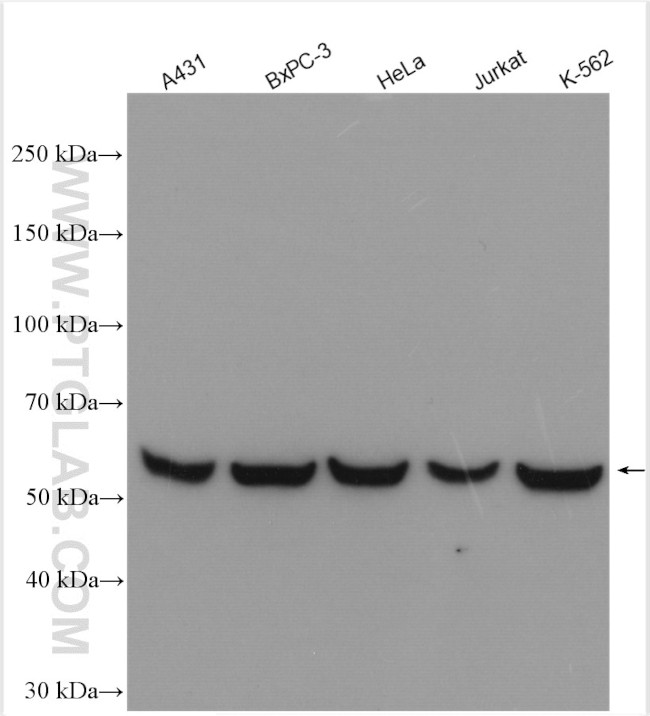 PTBP1 Antibody in Western Blot (WB)