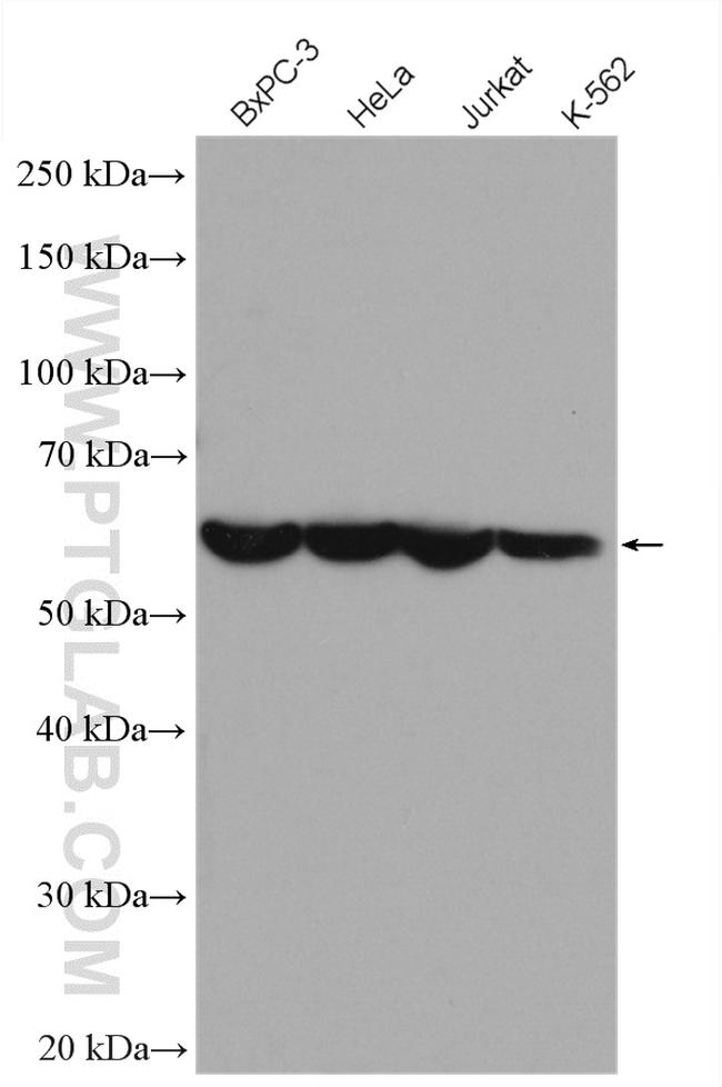 PTBP1 Antibody in Western Blot (WB)