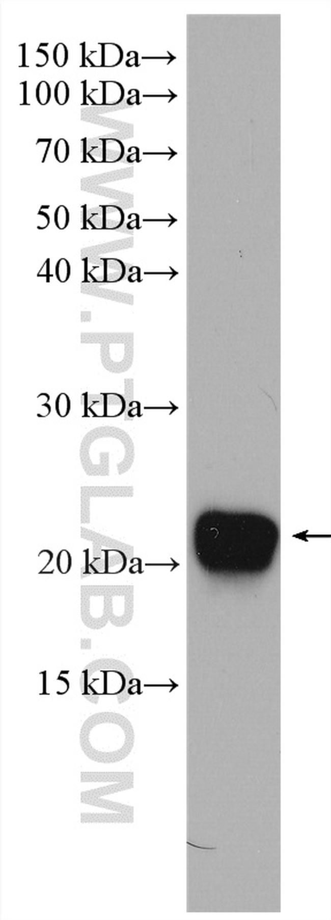 CDO1 Antibody in Western Blot (WB)