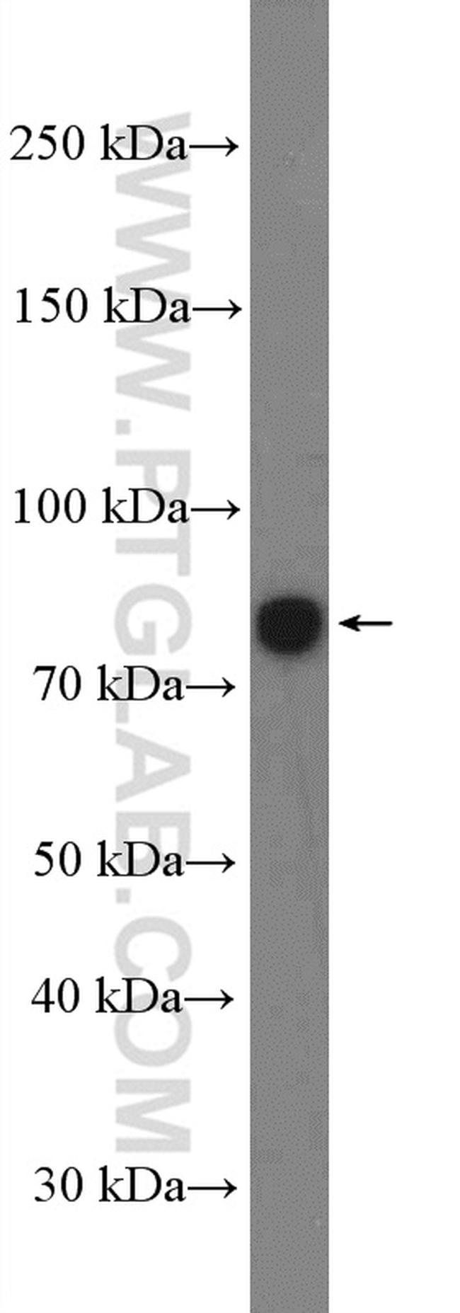 TSGA10 Antibody in Western Blot (WB)