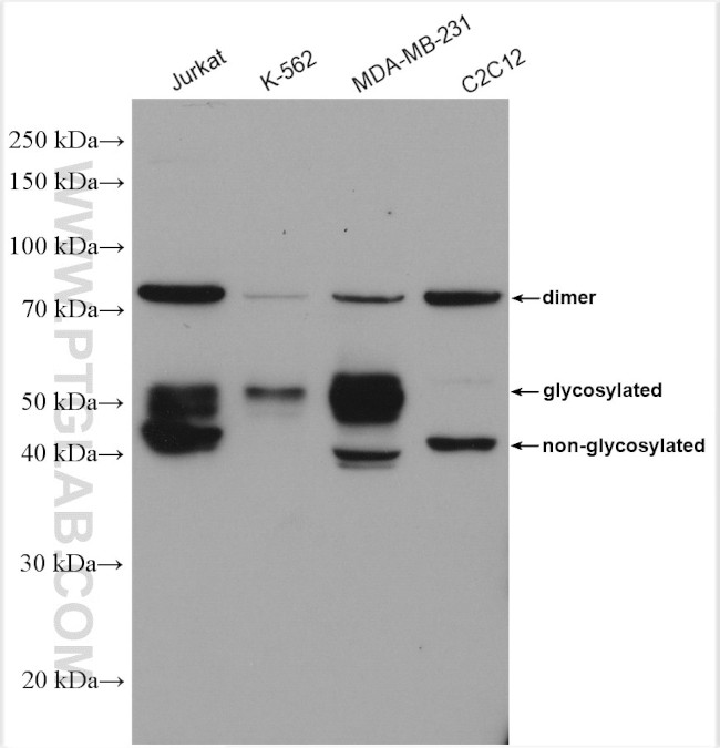 PANX1 Antibody in Western Blot (WB)