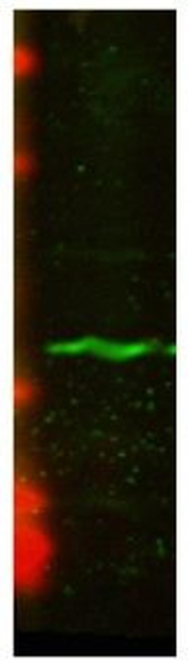 CENP-A Antibody in Western Blot (WB)