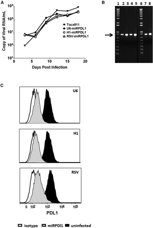 CD274 (PD-L1, B7-H1) Antibody in Flow Cytometry (Flow)