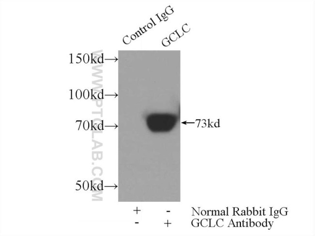 GCLC Antibody in Immunoprecipitation (IP)