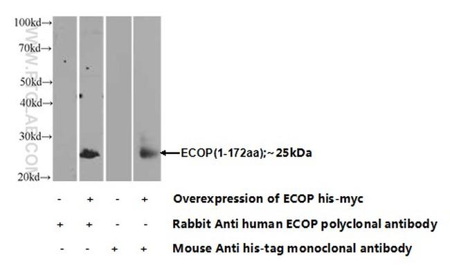 ECOP Antibody in Western Blot (WB)