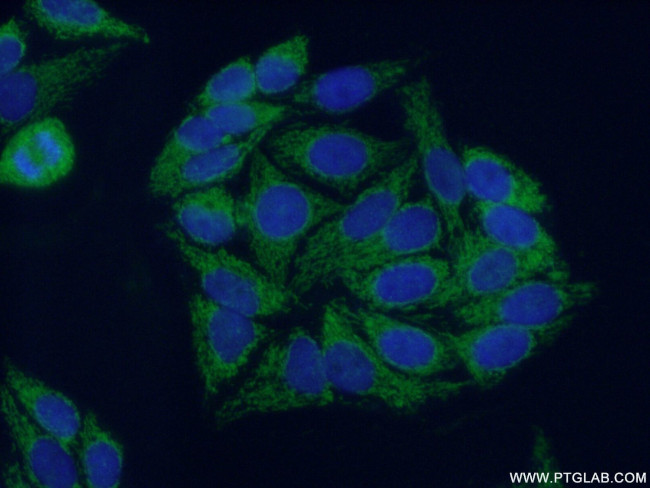 SUCLA2 Antibody in Immunocytochemistry (ICC/IF)