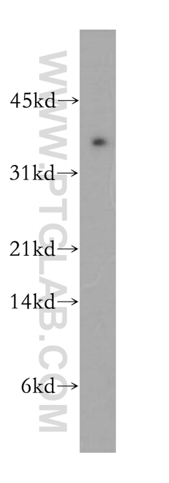 PLSCR4 Antibody in Western Blot (WB)