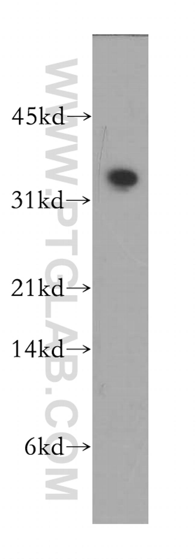 PLSCR4 Antibody in Western Blot (WB)