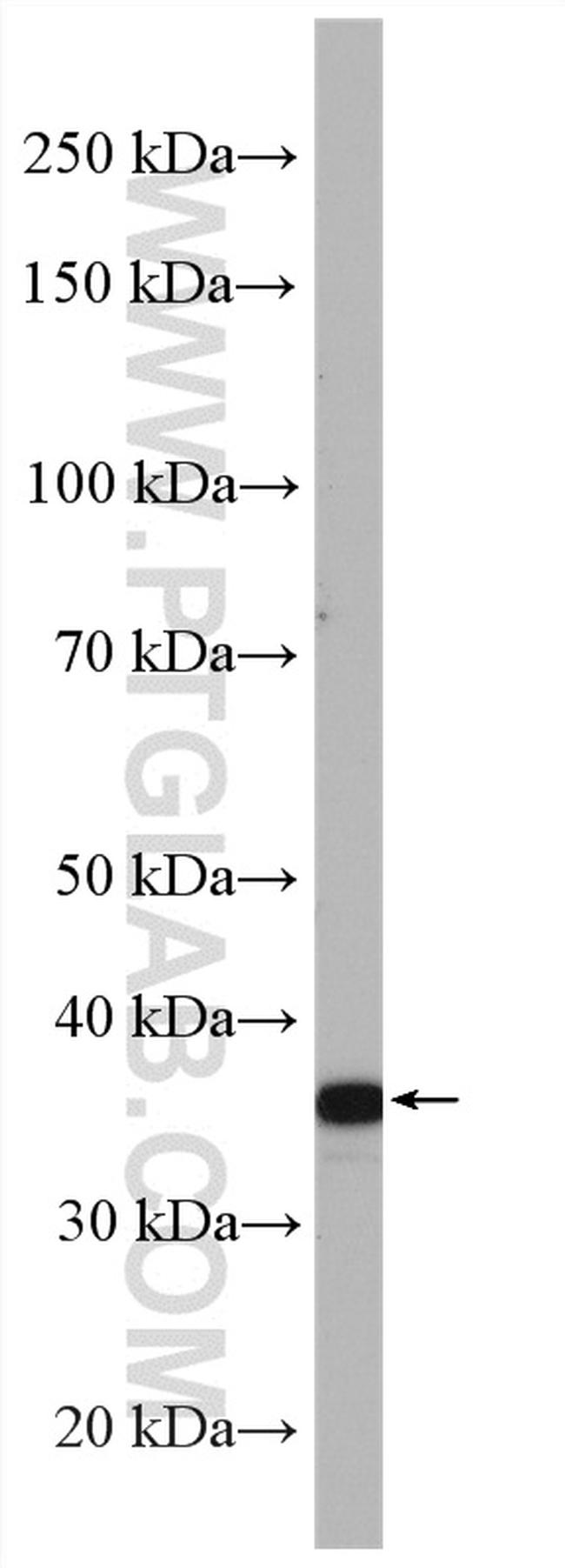 PLSCR4 Antibody in Western Blot (WB)