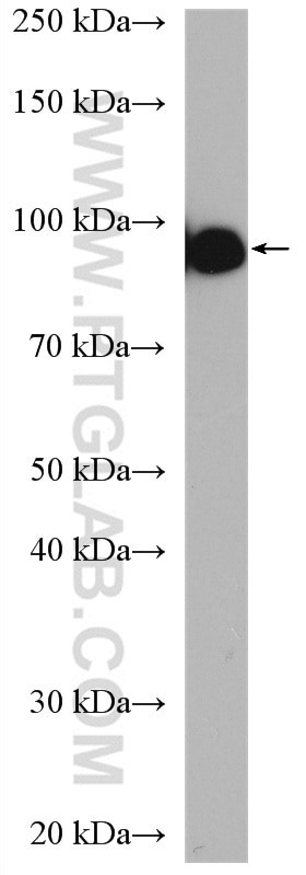 golgin 97 Antibody in Western Blot (WB)