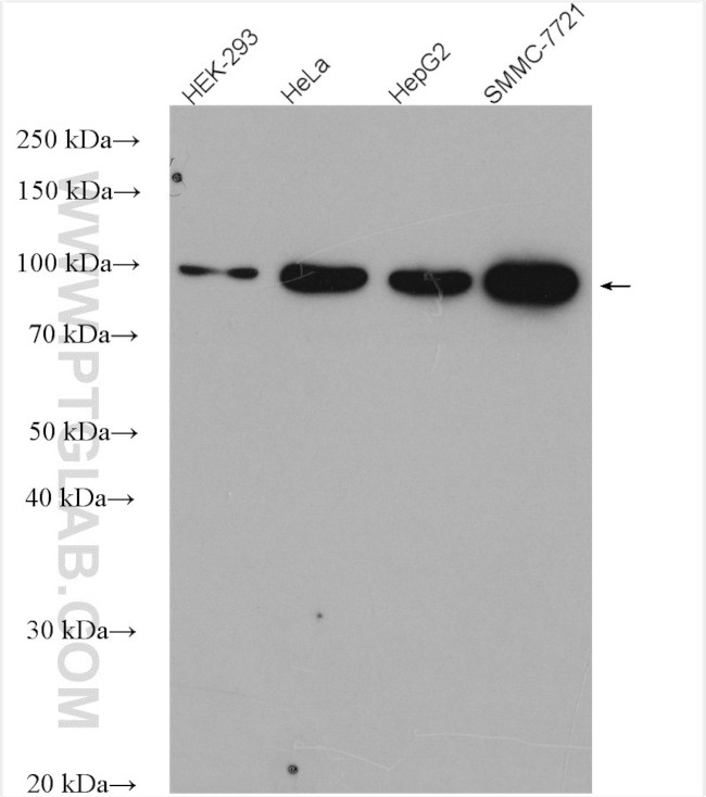 golgin 97 Antibody in Western Blot (WB)