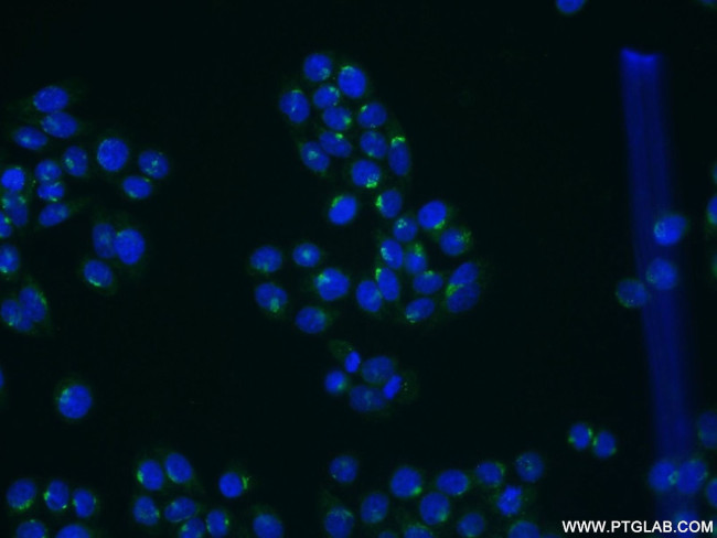 golgin 97 Antibody in Immunocytochemistry (ICC/IF)