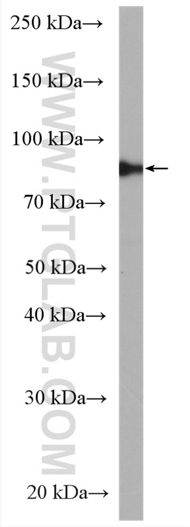 GlnRS Antibody in Western Blot (WB)