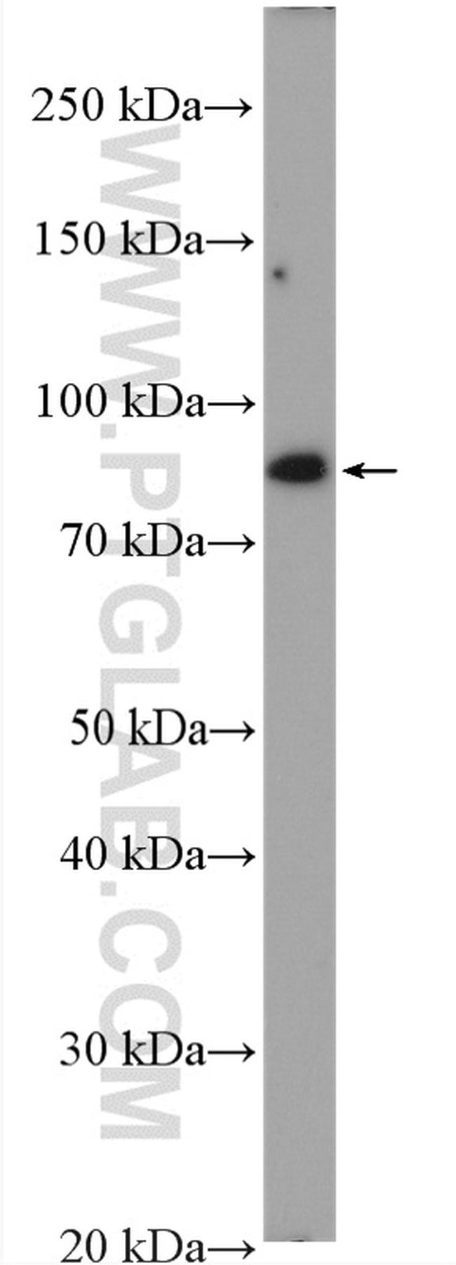 GlnRS Antibody in Western Blot (WB)