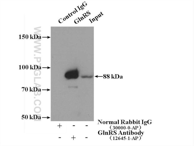 GlnRS Antibody in Immunoprecipitation (IP)