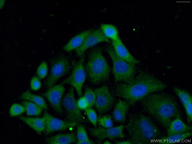 PDE9A Antibody in Immunocytochemistry (ICC/IF)