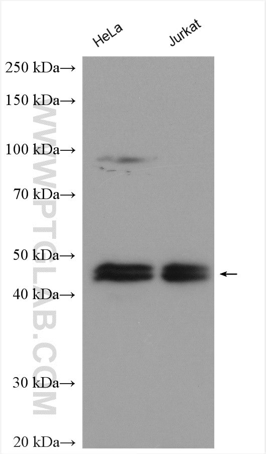 IkB beta Antibody in Western Blot (WB)