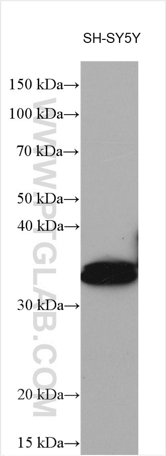 DBP Antibody in Western Blot (WB)