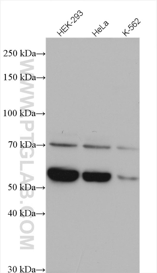 HSPA13 Antibody in Western Blot (WB)