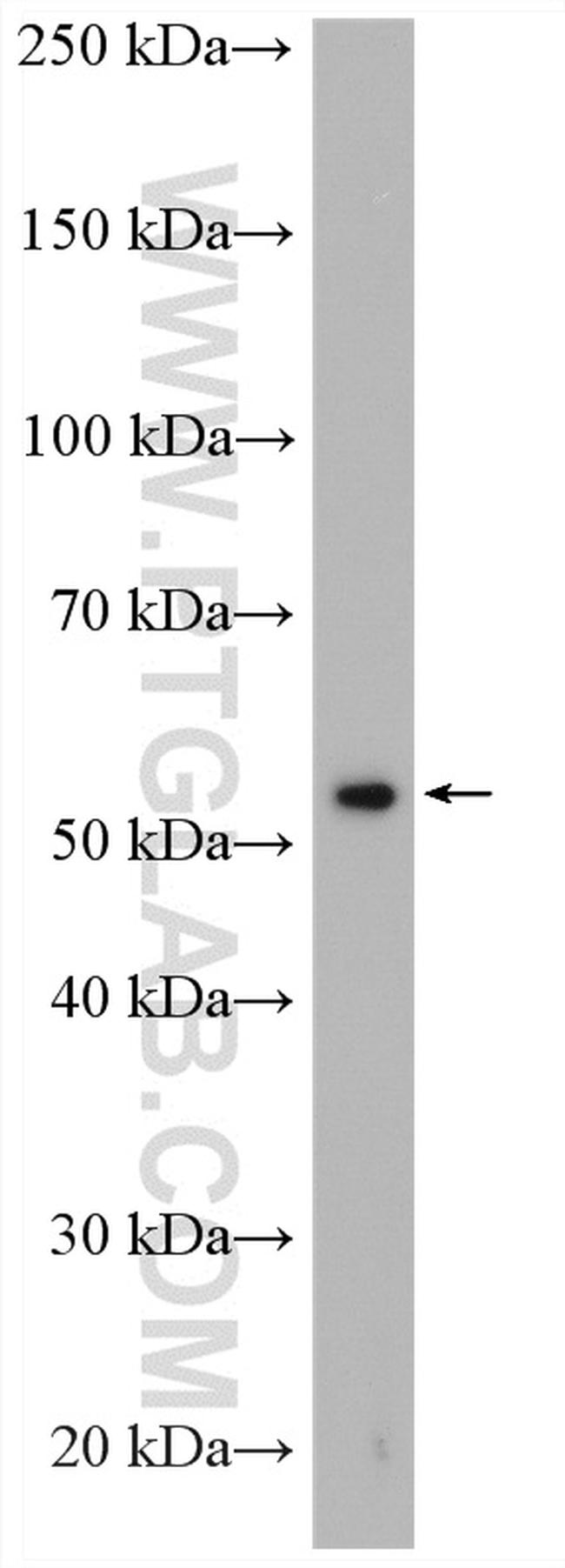 TULP2 Antibody in Western Blot (WB)