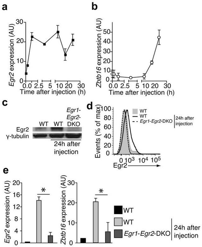 EGR2 Antibody in Flow Cytometry (Flow)