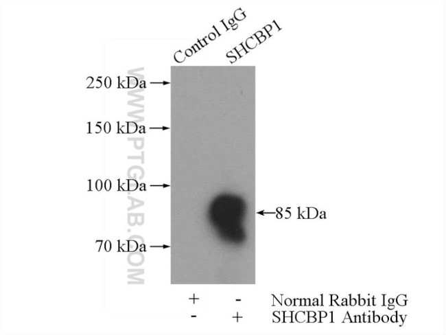 SHCBP1 Antibody in Immunoprecipitation (IP)