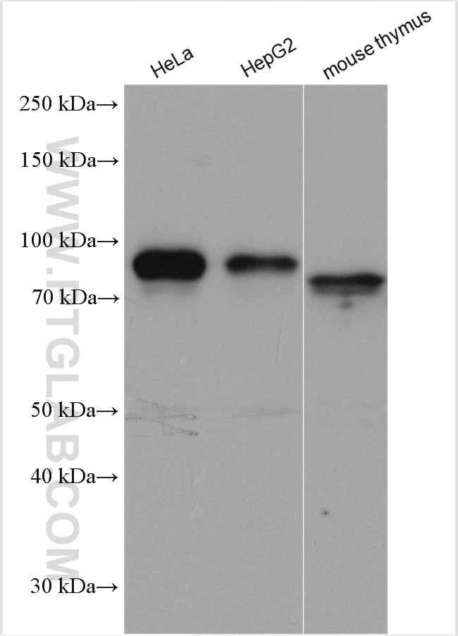 SHCBP1 Antibody in Western Blot (WB)