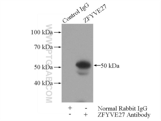 ZFYVE27 Antibody in Immunoprecipitation (IP)