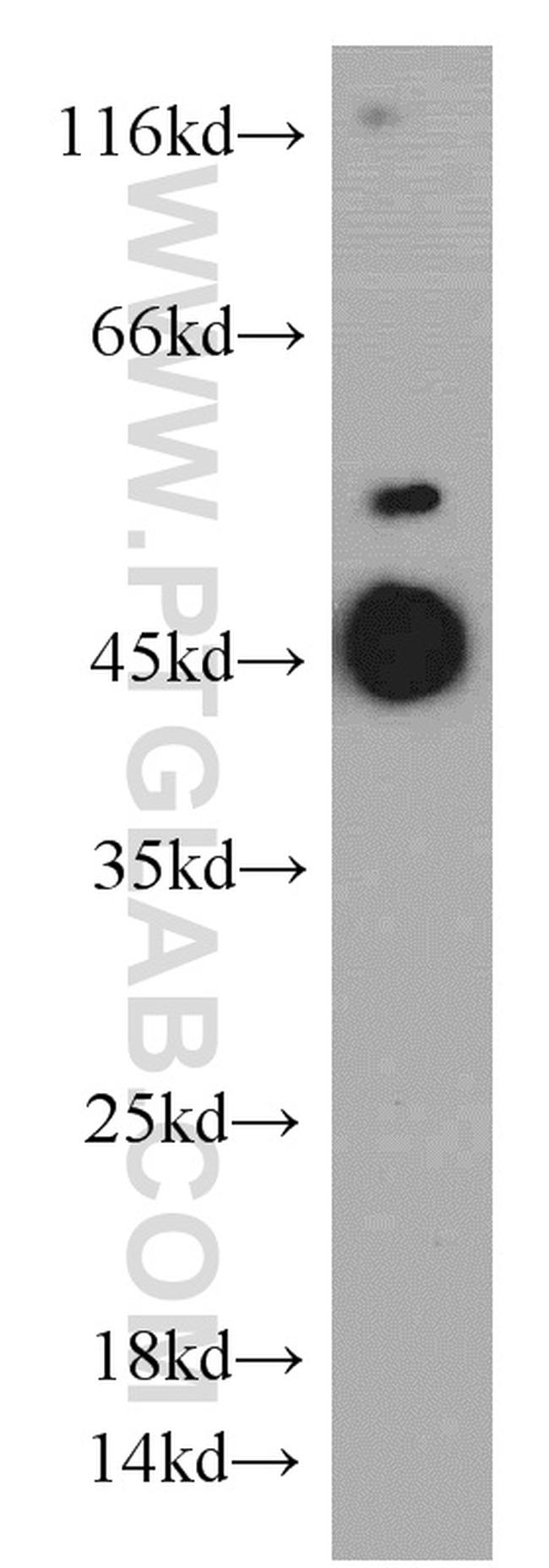 ZFYVE27 Antibody in Western Blot (WB)