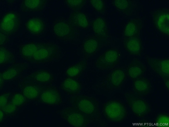 DPPA2 Antibody in Immunocytochemistry (ICC/IF)