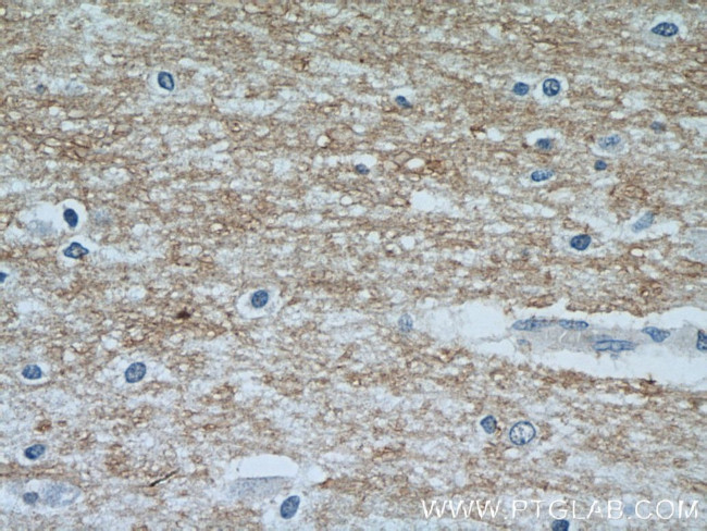 MOG Antibody in Immunohistochemistry (Paraffin) (IHC (P))