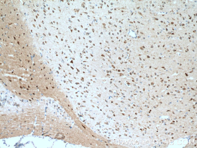 MOG Antibody in Immunohistochemistry (Paraffin) (IHC (P))