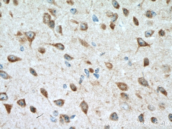 MOG Antibody in Immunohistochemistry (Paraffin) (IHC (P))