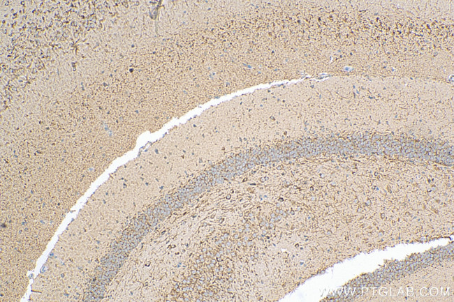 MOG Antibody in Immunohistochemistry (Paraffin) (IHC (P))