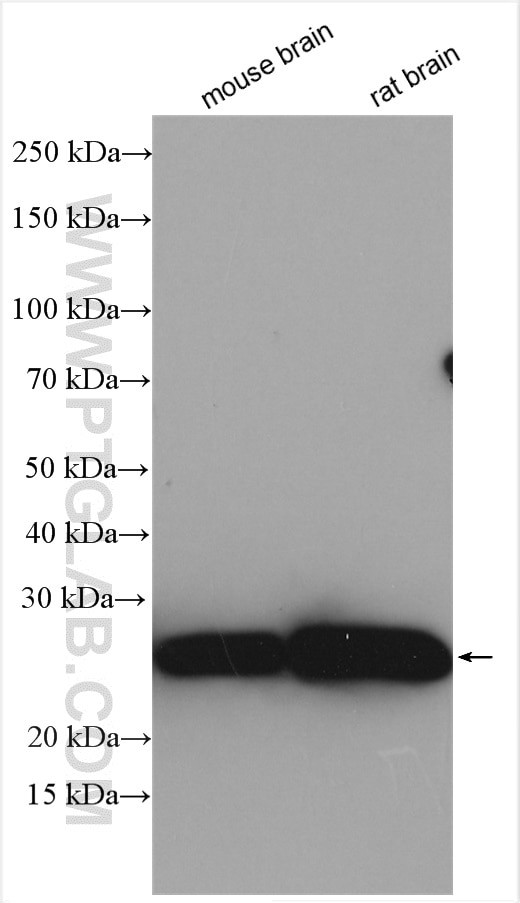 MOG Antibody in Western Blot (WB)