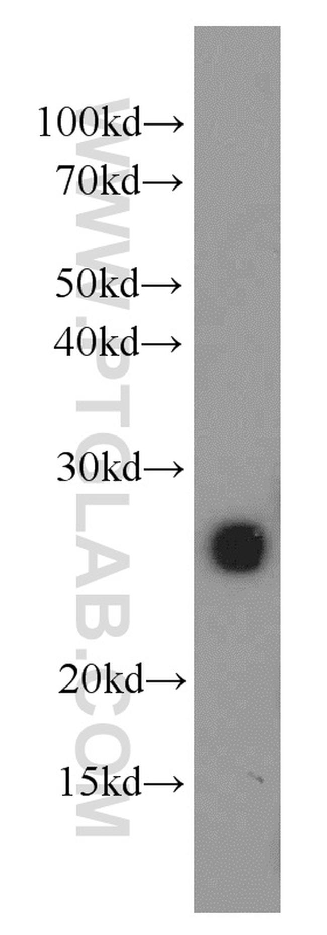 MOG Antibody in Western Blot (WB)