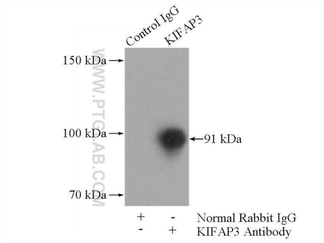 KIFAP3 Antibody in Immunoprecipitation (IP)