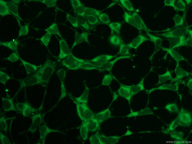 SNAP29 Antibody in Immunocytochemistry (ICC/IF)