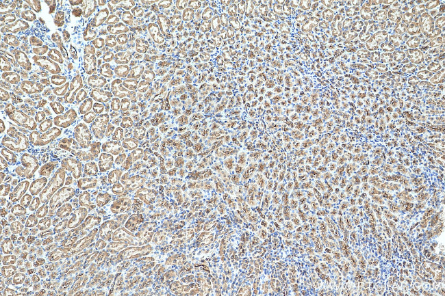 SNAP29 Antibody in Immunohistochemistry (Paraffin) (IHC (P))