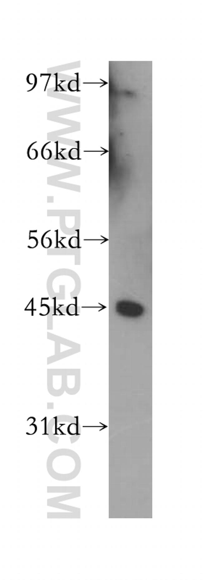 TRAM1 Antibody in Western Blot (WB)