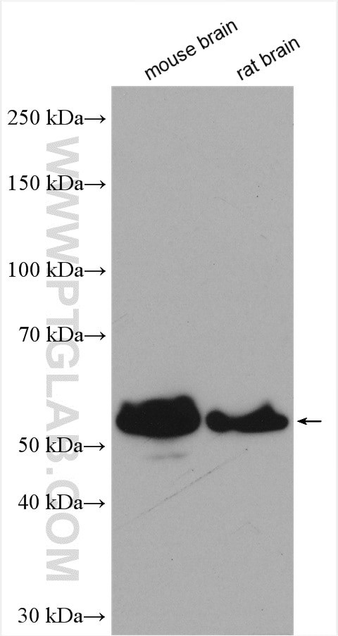 GABRA3 Antibody in Western Blot (WB)