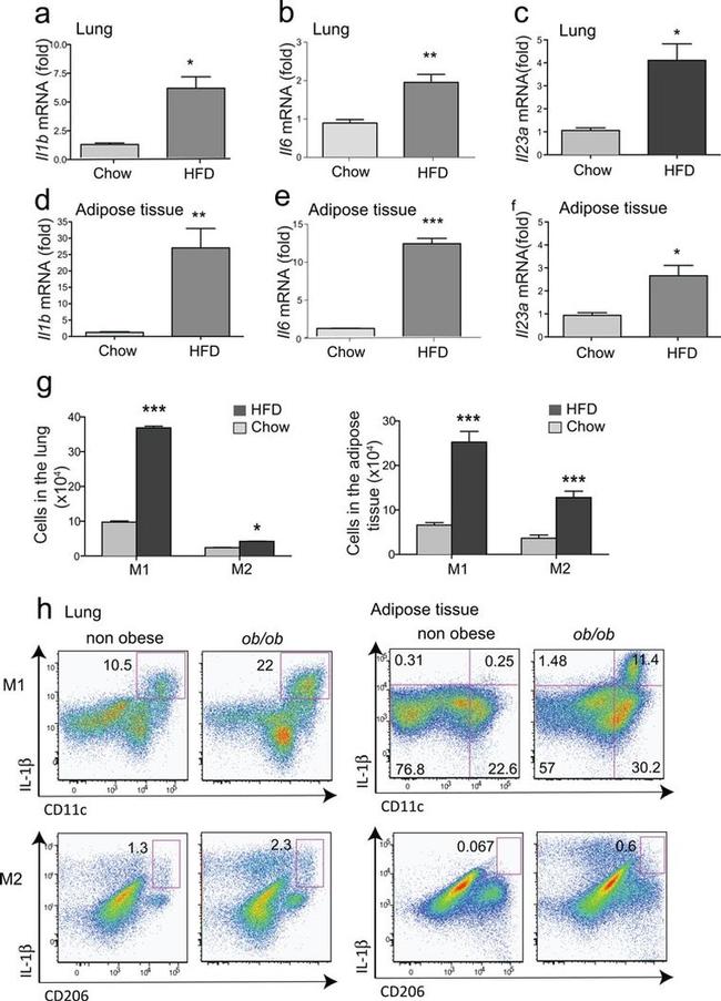 IL-1 beta (Pro-form) Antibody in Flow Cytometry (Flow)